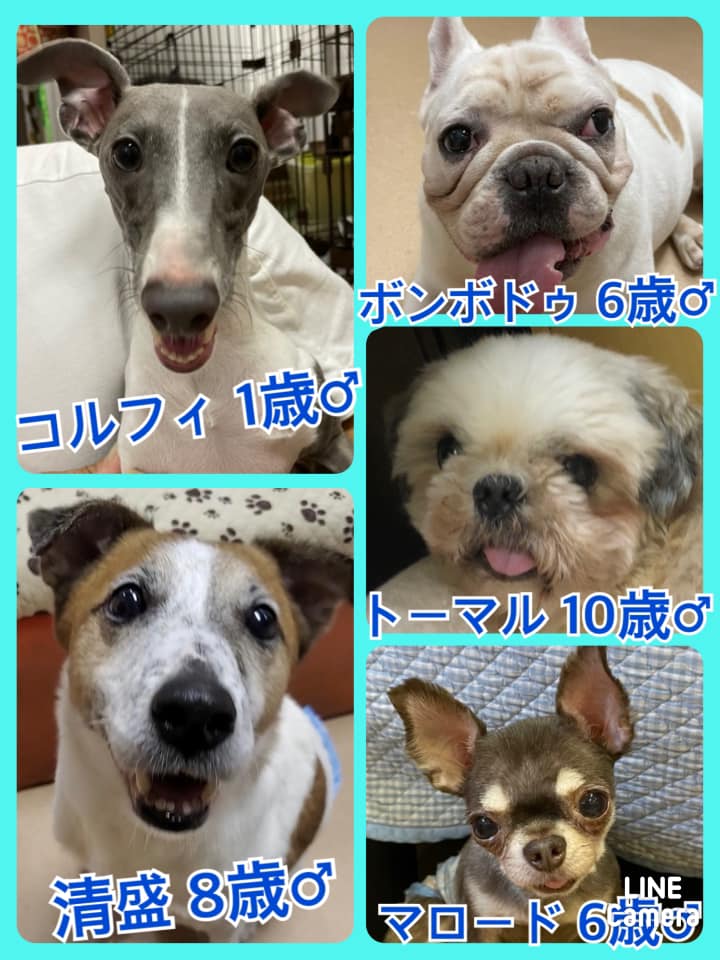 🐾今日の里親様募集中ワンコ🐶メンバーです🐾2021,8,4